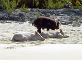 Pigs
